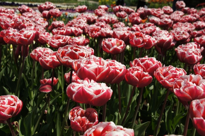 Днес имен ден празнуват Доротея и Дорина