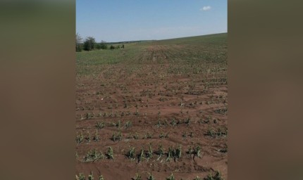 Кооперацията в село Лясково с огромни щети от падналата градушка в събота