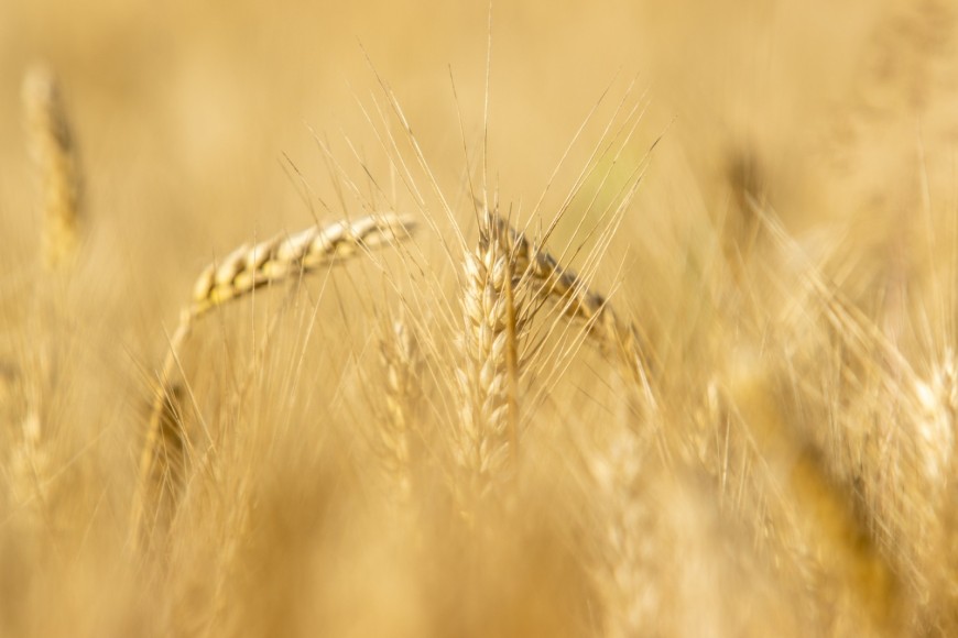 Около 500 кг/дка среден добив от пшеница тази година прогнозират учени от ДЗИ-Генерал Тошево