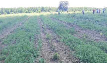 171 декара нови гори през тази година в Тервелско