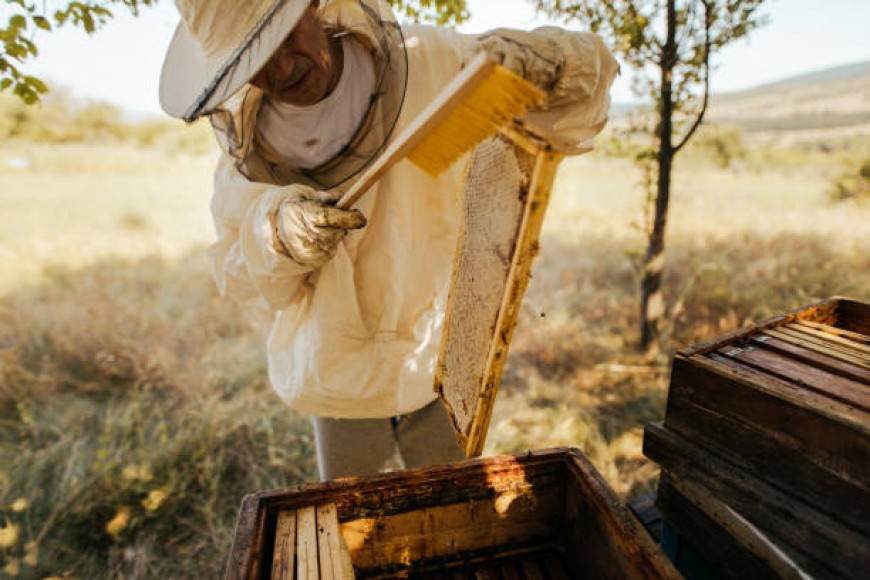 Пчеларите могат да подават и приключват заявленията си за подпомагане до сряда