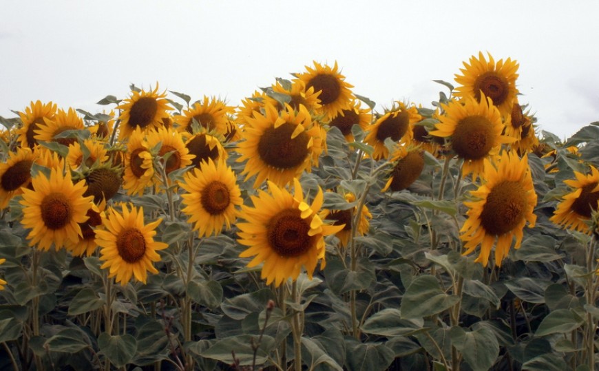 Тази сряда започва приемът за спешна финансова помощ на земеделски стопани, отглеждащи слънчоглед