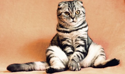 Отбелязваме Международния ден на котките