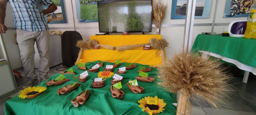 Сортове пшеница, ечемик и тритикале представя за есенната кампания ДЗИ Генерал Тошево на селскостопанското изложение в Добрич
