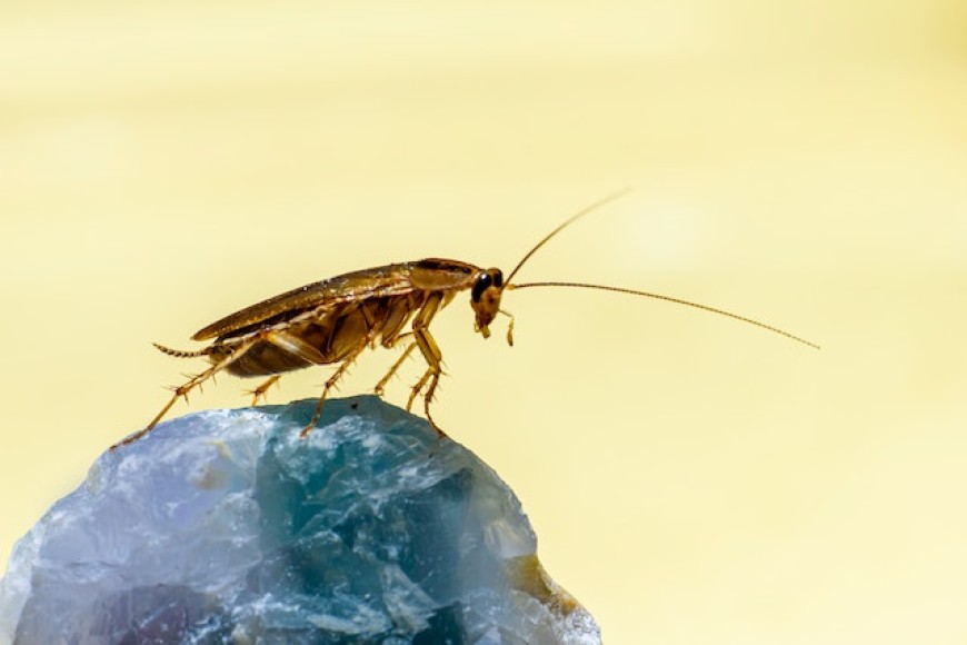 Хлебарки вкъщи - какво ги привлича и как да се справим
